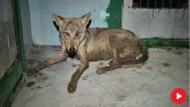 Photo of भेड़िए की दहशत में कट रहीं रातें, आज प्रभावित गांवों का दौरा करेंगे सीएम योगी