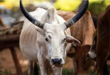 Photo of मंदिर के बाहर ‘गोवंश के जानवर’ का सिर मिला, लोगों में आक्रोश…