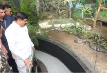 Photo of मादा कोबरा को मिला नर किंग कोबरा, बरसात के पहले सीएम यादव ने दिया तोहफा