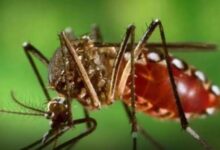 Photo of मानसून में बढ़ जाता Dengue का खतरा, इन लक्षणों को न करें इग्‍नोर