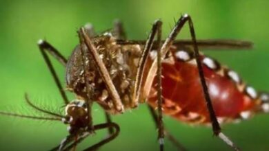 Photo of मानसून में बढ़ जाता Dengue का खतरा, इन लक्षणों को न करें इग्‍नोर