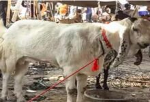 Photo of बकरीद से पहले दिल्ली सरकार का बड़ा फैसला