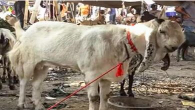 Photo of बकरीद से पहले दिल्ली सरकार का बड़ा फैसला