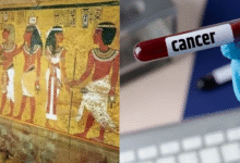Photo of “Pharaoh’s Curse” दे सकता है कैंसर को मात? जानलेवा फंगस से मिली इलाज की नई उम्मीद