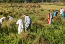 Photo of केंद्र सरकार ने क्यों की हरियाणा की तारीफ? सूबे को दी जा सकती है विशेष फंडिंग