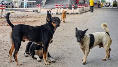 Photo of दिल्ली :  शेल्टर होम में लावारिस कुत्तों की 2-3 साल बढ़ जाएगी उम्र