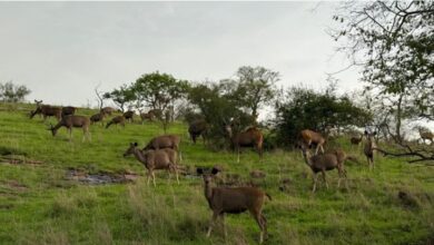 Photo of रणथंभौर टाइगर रिजर्व:   भारी बरसात से रणथंभौर में बाघों ने ठिकाना बदला
