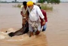 Photo of पंजाब: बाढ़ और बारिश से आफत, फिरोजपुर में घर की छत गिरी…
