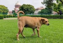 Photo of ‘डॉग लवर्स 25,000 और NGO जमा करें 2 लाख रुपये वरना…’, आवारा कुत्तों के लिए आवाज उठा रहे याचिकाकर्ताओं से बोला सुप्रीम कोर्ट