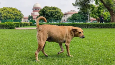 Photo of ‘डॉग लवर्स 25,000 और NGO जमा करें 2 लाख रुपये वरना…’, आवारा कुत्तों के लिए आवाज उठा रहे याचिकाकर्ताओं से बोला सुप्रीम कोर्ट