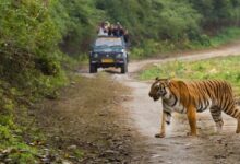 Photo of अंतरराष्ट्रीय बिग कैट अलायंस में शामिल हुआ नेपाल