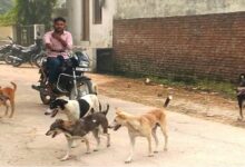 Photo of दिल्ली की सड़कों-गलियों में आवारा कुत्तों का खौफ