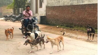 Photo of दिल्ली की सड़कों-गलियों में आवारा कुत्तों का खौफ