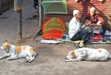 Photo of भारत में आवारा कुत्तों के काटने और रेबीज से जुड़े आंकड़े; चीन से पश्चिमी देशों तक, कहां-क्या नियम?