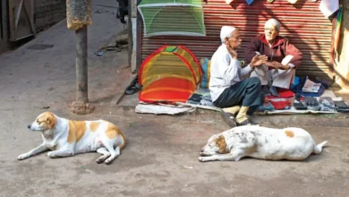 Photo of भारत में आवारा कुत्तों के काटने और रेबीज से जुड़े आंकड़े; चीन से पश्चिमी देशों तक, कहां-क्या नियम?
