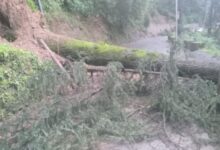 Photo of शिमला में बारिश से तबाही, 20 से ज्यादा पेड़ गिरे