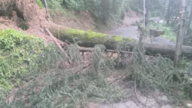 Photo of शिमला में बारिश से तबाही, 20 से ज्यादा पेड़ गिरे