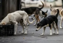 Photo of ‘सारी समस्या नियमों का पालन नहीं करने की वजह से है’, आवारा कुत्तों को लेकर पुराने आदेश पर सुप्रीम कोर्ट ने नहीं लगाई रोक