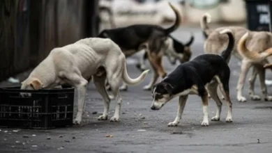 Photo of ‘सारी समस्या नियमों का पालन नहीं करने की वजह से है’, आवारा कुत्तों को लेकर पुराने आदेश पर सुप्रीम कोर्ट ने नहीं लगाई रोक