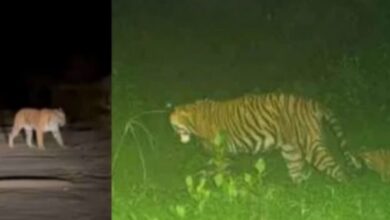 Photo of अलवर: सरिस्का टाइगर रिजर्व में बढ़ा बाघों का कुनबा