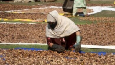 Photo of मंदा पड़ा कश्मीरी अखरोट का बाजार: विदेशों से बढ़ते आयात ने बिगाड़ी दशा