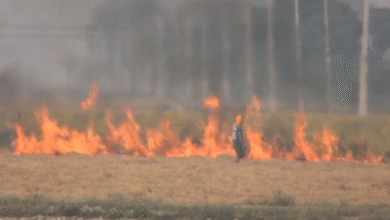 Photo of हवा में जहर: पंजाब में पराली जलाने का रिकॉर्ड टूटा, एक दिन में 283 मामले