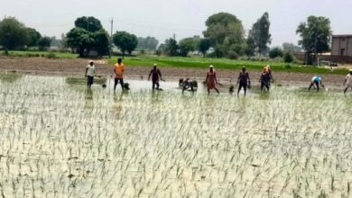 Photo of बारिश से किसानों पर दोहरी मार, पंजाब में धान की 20 फीसदी कम पैदावार