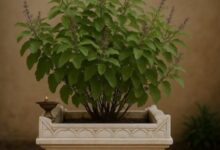 Photo of तुलसी विवाह पर बन रहे कई मंगलकारी योग