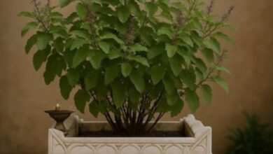 Photo of तुलसी विवाह पर बन रहे कई मंगलकारी योग