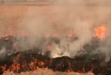 Photo of पंजाब में एक दिन में 442 जगह जली पराली