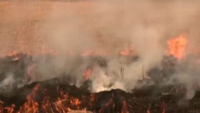 Photo of पंजाब में एक दिन में 442 जगह जली पराली