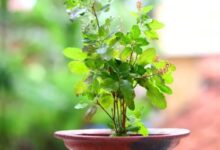 Photo of उत्पन्ना एकादशी पर करें तुलसी से जुड़े उपाय