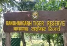 Photo of बांधवगढ़ समेत पूरे मध्यप्रदेश के टाइगर रिजर्व में नाइट सफारी पर रोक