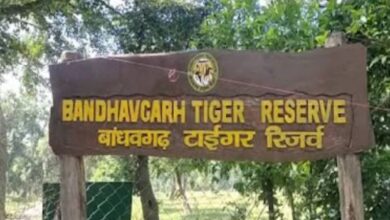 Photo of बांधवगढ़ समेत पूरे मध्यप्रदेश के टाइगर रिजर्व में नाइट सफारी पर रोक