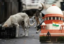 Photo of ‘सड़कों पर न दिखें, शेल्टर होम में रखे’, आवारा कुत्तों को लेकर सुप्रीम कोर्ट ने दिए तीन अहम आदेश