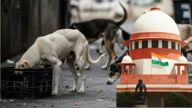 Photo of ‘सड़कों पर न दिखें, शेल्टर होम में रखे’, आवारा कुत्तों को लेकर सुप्रीम कोर्ट ने दिए तीन अहम आदेश