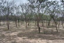 Photo of भीलवाड़ा में बड़ा अवैध वनों की कटाई घोटाला उजागर ACB की जांच शूरु