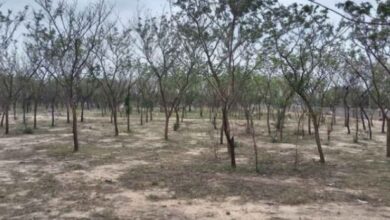 Photo of भीलवाड़ा में बड़ा अवैध वनों की कटाई घोटाला उजागर ACB की जांच शूरु