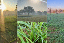 Photo of राजस्थान में कड़ाके की ठंड, करौली में पारा 3.1 डिग्री तक गिरा, कई जिलों में शीतलहर का अलर्ट