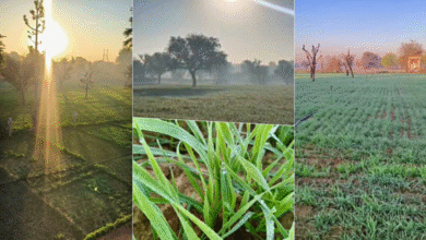 Photo of राजस्थान में कड़ाके की ठंड, करौली में पारा 3.1 डिग्री तक गिरा, कई जिलों में शीतलहर का अलर्ट