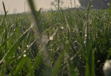 Photo of पचमढ़ी से भी ठंडा रहा इंदौर, पारा 4.1,पैतीस साल का रिकार्ड टूटा