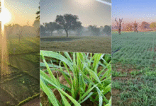 Photo of राजस्थान में घना कोहरा; पश्चिमी इलाकों में दिन के तापमान में 7 डिग्री तक गिरावट