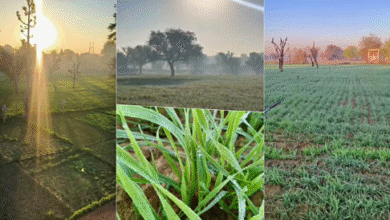 Photo of राजस्थान में घना कोहरा; पश्चिमी इलाकों में दिन के तापमान में 7 डिग्री तक गिरावट