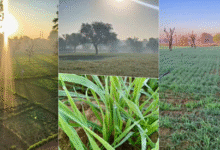 Photo of राजस्थान में कड़ाके की सर्दी का दौर, उत्तरी हवाओं से पारा 7 डिग्री तक गिरा