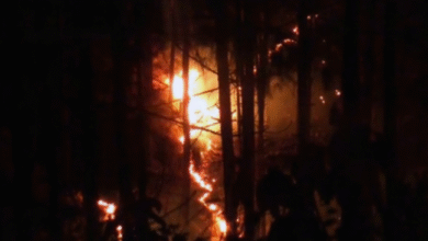 Photo of उत्तराखंड हाईकोर्ट ने जंगल की आग पर विशेषज्ञों से मांगा मार्गदर्शन