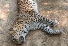 Photo of बेंगलुरु में अवैध रॉक ब्लास्टिंग से चार तेंदुओं की गई जा