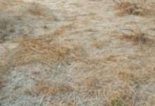 Photo of झारखंड में ठंड का कहर: फसलों में जमी बर्फ की चादर, 1.5 डिग्री पर पहुंचा पारा 