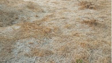 Photo of झारखंड में ठंड का कहर: फसलों में जमी बर्फ की चादर, 1.5 डिग्री पर पहुंचा पारा 