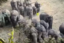 Photo of 9 दिन… 19 मौतें, झारखंड में सीरियल किलर बना हाथी, निगल रहा जिंदगी